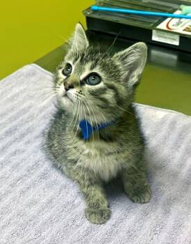 Rescue Domestic Short Hair Cats for Adoption in Columbia, Kentucky - Junie | PetCurious