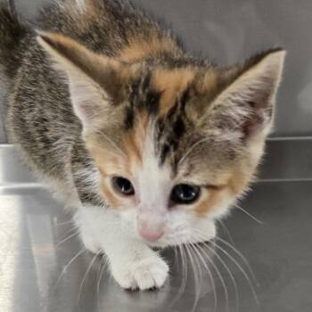 Dopey -  Domestic Short Hair Cat for Adoption in Washburn, Missouri - Dopey | PetCurious