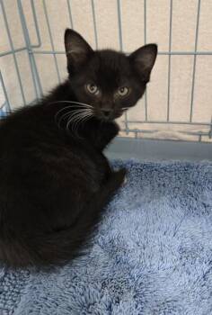 Blanche -  Domestic Short Hair Cat for Adoption in Gainesville, Florida - Blanche | PetCurious