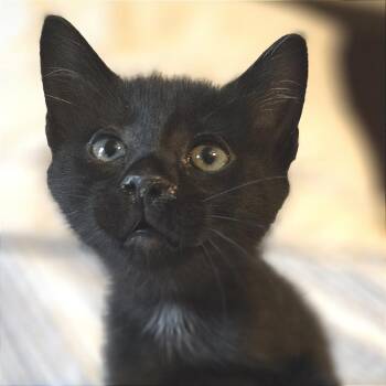 Smeagol -  Domestic Short Hair Cat for Adoption in Cumming, Georgia - Smeagol | PetCurious