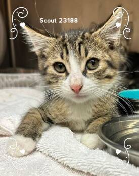 SCOUT -  Domestic Short Hair Cat for Adoption in Marietta, Georgia - SCOUT | PetCurious