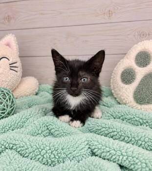 Biscuit -  Domestic Short Hair Cat for Adoption in Lafayette, Louisiana - Biscuit | PetCurious