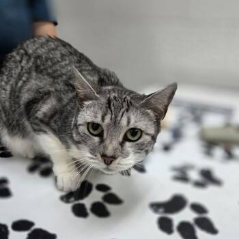 Halo -  Domestic Short Hair Cat for Adoption in Incline Village, Nevada - Halo | PetCurious