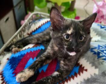 Tortoiseshell and Domestic Short Hair Cats Available for Adoption - Ashes | PetCurious