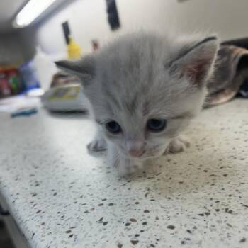 Alto -  Domestic Short Hair Cat for Adoption in Auburn, Alabama - Alto | PetCurious