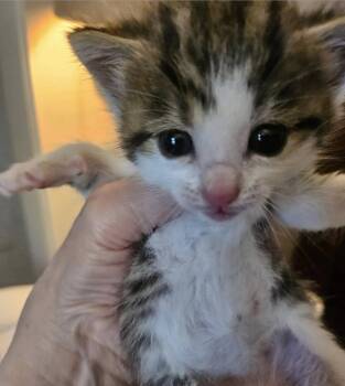 Remember -  Domestic Short Hair and Tabby Cat for Adoption in Poplar Grove, Illinois - Remember | PetCurious