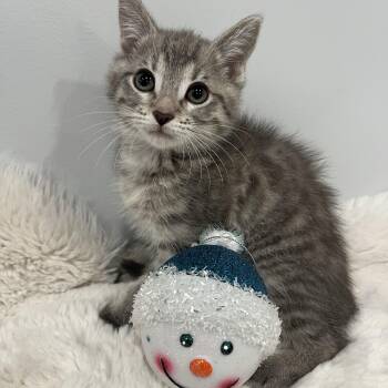 Rescue Domestic Short Hair Cats for Adoption in Chicago, Illinois - Ava | PetCurious