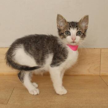 Judge C70773 -  Domestic Short Hair Cat for Adoption in Minnetonka, Minnesota - Judge C70773 | PetCurious