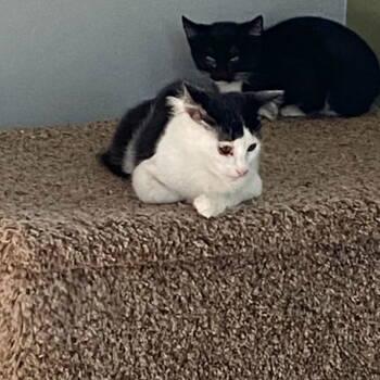 Rescue Domestic Short Hair Cats for Adoption in Castro Valley, California - Felix (& Heathcliff) | PetCurious