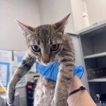 Momma Grocery List -  Domestic Short Hair Cat for Adoption in Columbiana, Alabama - Momma Grocery List | PetCurious