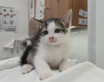 Domestic Short Hair Cats Available for Adoption in Fort Lauderdale, Florida - BRUCE | PetCurious