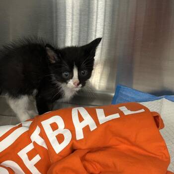Lugnut -  Domestic Short Hair Cat for Adoption in Greensboro, North Carolina - Lugnut | PetCurious