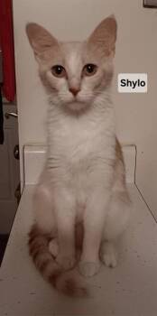 SHYLO -  Domestic Short Hair Cat for Adoption in Peoria, Illinois - SHYLO | PetCurious