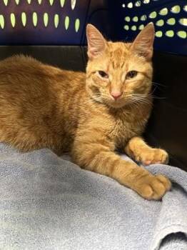 Saja -  Domestic Short Hair Cat for Adoption in Kansas City, Missouri - Saja | PetCurious