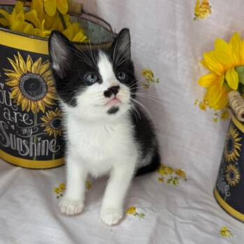 Domestic Short Hair Cats Available for Adoption in Mount Vernon, Illinois - Elio | PetCurious