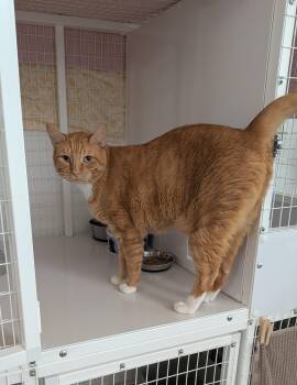 Milo -  Domestic Short Hair Cat for Adoption in Melbourne, Florida - Milo | PetCurious