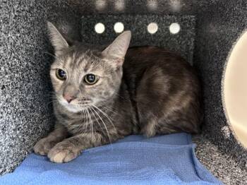 Coi -  Domestic Short Hair Cat for Adoption in New York, New York - Coi | PetCurious
