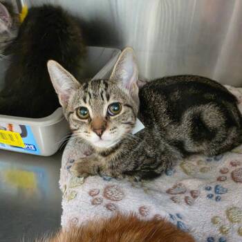 Louis Vuitton -  Domestic Short Hair Cat for Adoption in Las Vegas, Nevada - Louis Vuitton | PetCurious