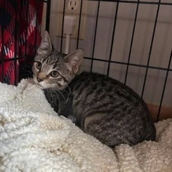 Rescue Domestic Short Hair Cats for Adoption in Delaware, Ohio - Ellie | PetCurious