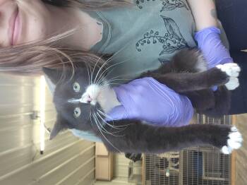 Rescue Domestic Short Hair Cats for Adoption in Fertile, Minnesota - Donny | PetCurious