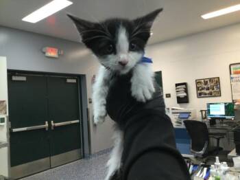 A1921740 -  Domestic Medium Hair Cat for Adoption in Thousand Palms, California - A1921740 | PetCurious