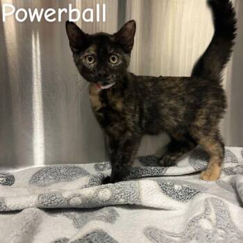 Powerball -  Domestic Short Hair Cat for Adoption in Buffalo, Minnesota - Powerball | PetCurious