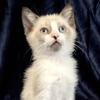 Donnie -  Snowshoe Cat for Adoption in Liverpool, Texas - Donnie | PetCurious