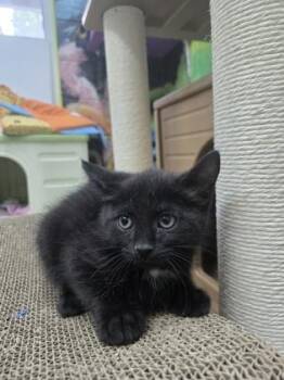 Ruffles -  Domestic Medium Hair and Domestic Short Hair Cat Available for Adoption in Savannah, Georgia - Ruffles | PetCurious