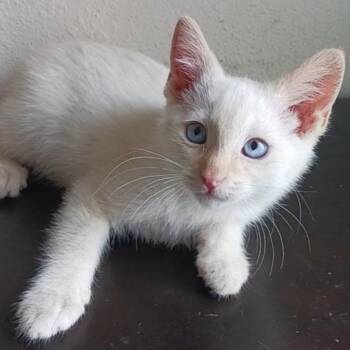 Tabby Cats Available for Adoption in Pasco, Washington - Cara Cara | PetCurious