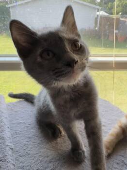 Rescue Domestic Short Hair and Dilute Tortoiseshell Cats for Adoption in Kirklin, Indiana - Martini | PetCurious