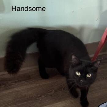 Domestic Medium Hair Cats Available for Adoption in West Point, Mississippi - Handsome | PetCurious