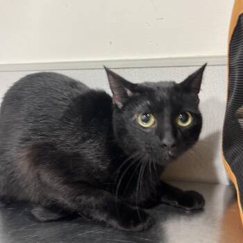 Catalina -  Domestic Short Hair Cat for Adoption in Tampa, Florida - Catalina | PetCurious