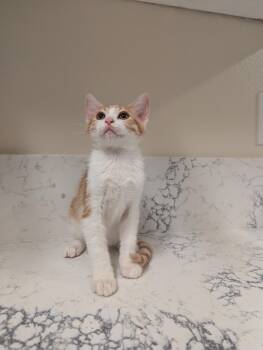 Ferrysburg (Ferry) -  Domestic Short Hair Cat for Adoption in Davis, California - Ferrysburg (Ferry) | PetCurious