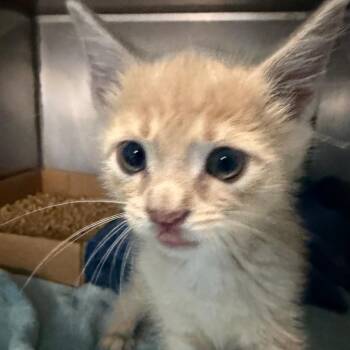 Sea Urchin -  Domestic Short Hair Cat for Adoption in Troy, Virginia - Sea Urchin | PetCurious