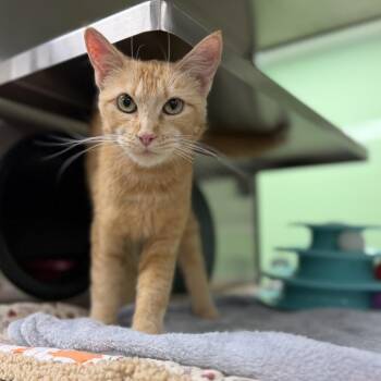 Clementine -  Domestic Short Hair Cat for Adoption in Bullhead City, Arizona - Clementine | PetCurious