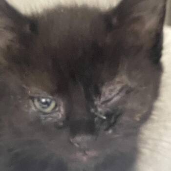 Domestic Short Hair Cats Available for Adoption in Lynchburg, Virginia - Pickle | PetCurious