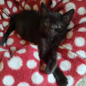 Inky -  Domestic Short Hair Cat for Adoption in Winston-salem, North Carolina - Inky | PetCurious