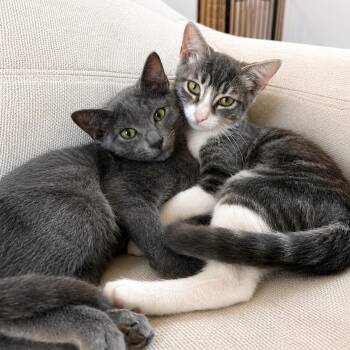 Koala Bear -  Domestic Short Hair Cat for Adoption in Houston, Texas - Koala Bear | PetCurious