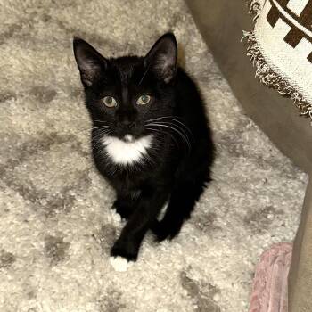 Spamalot -  Domestic Short Hair Cat for Adoption in Richmond, Virginia - Spamalot | PetCurious