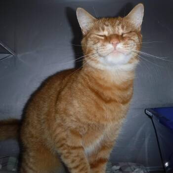 Rescue Tabby Cats for Adoption in Hoquiam, Washington - Samson - One-Eyed Wonder Boy | PetCurious