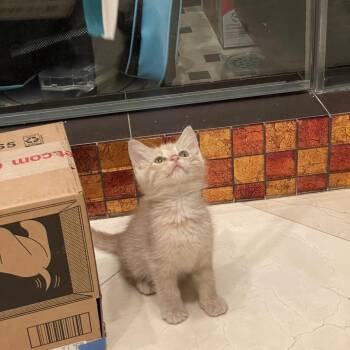 Burt -  Domestic Short Hair Cat for Adoption in Tustin, California - Burt | PetCurious