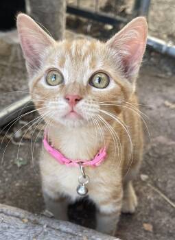 Gigi and Kiki -  Domestic Short Hair and Tabby Cat for Adoption in Walnut Creek, California - Gigi And Kiki | PetCurious