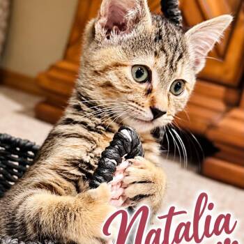 Natalia -  Tabby Cat for Adoption in Wyandotte, Michigan - Natalia | PetCurious