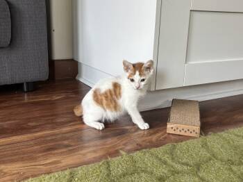 Rescue Domestic Short Hair Cats for Adoption in Encinitas, California - Henry | PetCurious