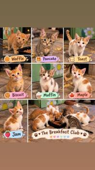 The Breakfast Club Kittens -  Domestic Short Hair Cat for Adoption in Brampton, Ontario - The Breakfast Club Kittens | PetCurious