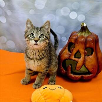 Rescue Domestic Short Hair Cats for Adoption in Red Wing, Minnesota - Roo | PetCurious