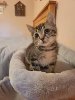 93975a Lil -  Domestic Short Hair Cat for Adoption in North Charleston, South Carolina - 93975a Lil | PetCurious