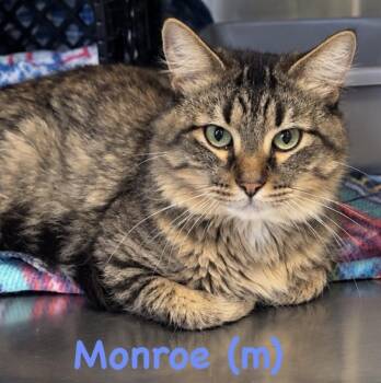 Monroe -  Domestic Medium Hair and Tabby Cat for Adoption in Fremont, Nebraska - Monroe | PetCurious