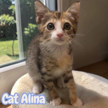 Cat Alina -  Domestic Short Hair Cat for Adoption in Sorrento, Louisiana - Cat Alina | PetCurious