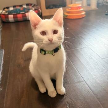 Dorian Gray -  Domestic Short Hair Cat for Adoption in Chaska, Minnesota - Dorian Gray | PetCurious
